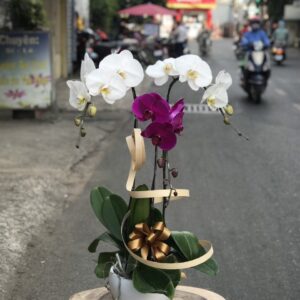 LAN HỒ ĐIỆP-LHĐ04