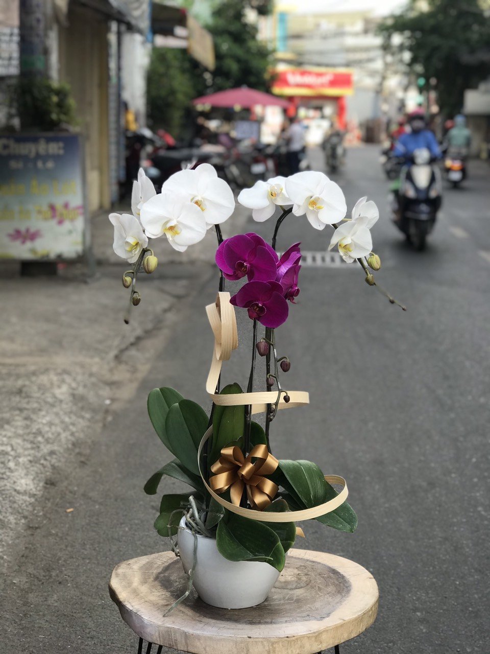 LAN HỒ ĐIỆP-LHĐ04