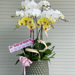 LAN HỒ ĐIỆP-LHĐ12