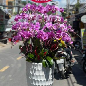 LAN HỒ ĐIỆP-LHĐ10