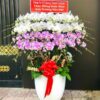 LAN HỒ ĐIỆP-LHĐ09