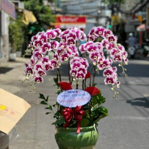 LAN HỒ ĐIỆP-LHĐ08