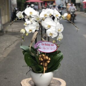 LAN HỒ ĐIỆP-LHD01