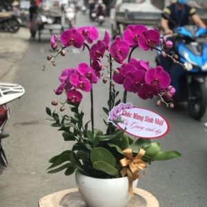 LAN HỒ ĐIỆP-LHĐ02