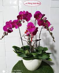 LAN HỒ ĐIỆP-LHĐ03